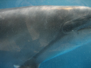 目の前を横切りました(^^;;;