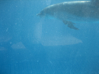 水が濁ってましてねぇ(^^;