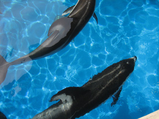 コッチの方は飛び跳ねませんで(ぇ