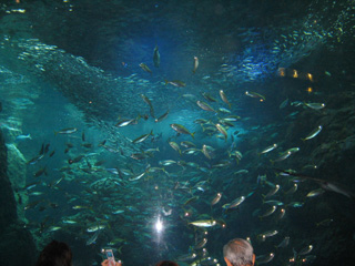 …魚の目という目が光ってます(怖)