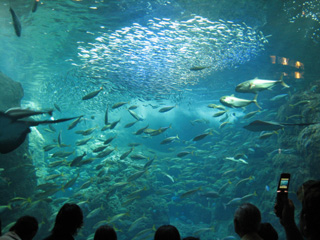 どたま大杉(謎爆)