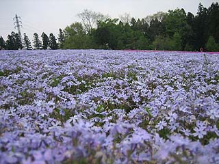 見事に埋め尽くされてます