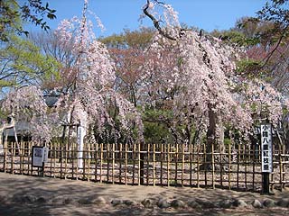 見事に満開の枝垂れ桜(^^)
