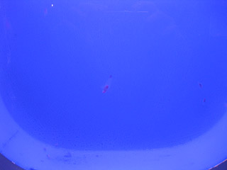 俗に言うハダカカメガイ