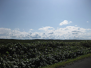 こんな景色がずーっと続いてるのですよ