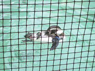 「毛づくろいしとかないと大変なんスよー」