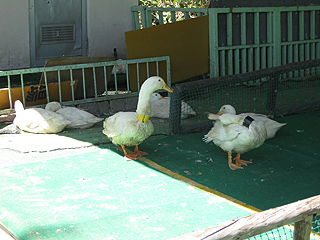 コレが「愉快な仲間」か(ぇ