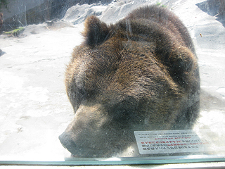 餌がもらえるかも、ってのをわかってるんですなぁ