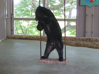 ブランコは人の手で揺らしております(笑)